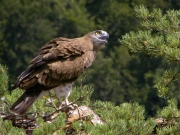 24.07 : the juvenile (61 days old) - just few days to wait; looking at buzzards, crows and its parents