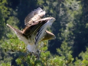 30.07 : in 10 minutes the eaglet will take off after spending 67 days in the nest