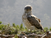 13.03 : the Short-toed Eagle male restores the nest of 2012