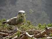 17.03 : he has brought and put 6 branches during 1 hour; this one is difficult to operate with