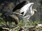 19.03 : the male arrived on March 10, the female – 17/18; he has given 3 anguine lizards to her in the afternoon; now he is going to depart