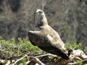 19.03 : the Short-toed Eagle male has arrived on the nest with prey and is looking out for the female