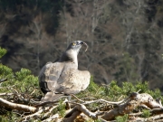 20.03 : bringing prey again; his eyes are turned to the sky and his neck is swollen
