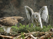 22.03 : a moment of giving prey to the female