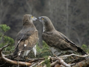 27.03 : the male is touching the female’s beak with his one; it looks like a kiss