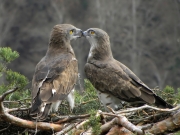 27.03 : one more touch; this time the female is ''kissing'' her partner; considering known aversion of Short-toed Eagles to physical contacts this is really unique moments