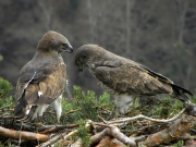 27.03 : the male gives a branch to the female instead of a snake or a lizard