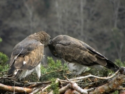 27.03 : she is scratching his head; obviously, these two birds are very close to each other