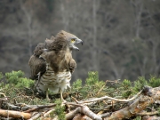 27.03 : the Short-toed Eagle female calls her partner