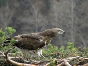 27.03 : she has taken the expressive pose: feathers are tightening, the neck is swelling