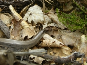 Orvet commun (Anguis fragilis)