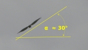 Le Circaète Jean-le-Blanc en vol : angle α = 30°