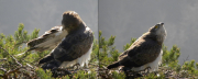 Male