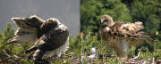 Male & female