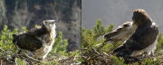 Female & male