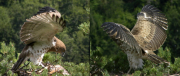 Juvenile