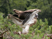 Juvenile