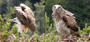 Juvenile & male