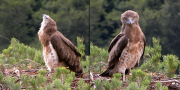 Juvenile