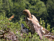 Female