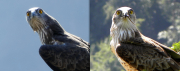 Male