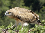 JUVENILE+INDEFINITE : 25.VII.2010 : Bird - 21 : Author - B.JOUBERT : Place - Haute-Loire : Country - France : Taking off in 5 days
