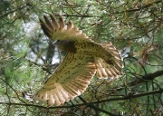 JUVENILE+INDEFINITE : 25.VIII.2007 : Bird - 9 : Author - F.GÉRARDIN : Place - Gironde : Country - France