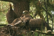 JUVENILE+INDEFINITE : 25.VIII.2007 : Bird - 9 : Author - F.GÉRARDIN : Place - Gironde : Country - France : Juvenile in the nest