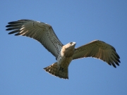 JUVENILE+INDEFINITE : 08.IX.2008 : Bird - 10 : Author - F.GÉRARDIN : Place - Gironde : Country - France : Juvenile in flight after leaving the nest