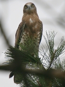 JUVENILE+INDEFINITE : 02.IX.2008 : Bird - 11 : Author - F.GÉRARDIN : Place - Gironde : Country - France : Perching after leaving the nest