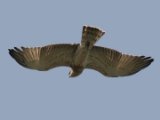 JUVENILE+INDEFINITE : 31.VIII.2008 : Bird - 12 : Author - F.GÉRARDIN : Place - Gironde : Country - France : In flight after leaving the nest