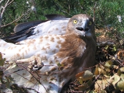 JUVENILE+INDEFINITE : 27.VII.2006 : Bird - 7 : Author - S.DOMASHEVSKY : Place - Kiev Region : Country - Ukraine : In the nest, almost ready to fly