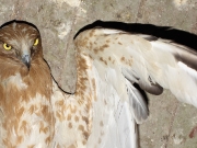 JUVENILE+MALE : 17.XII.2008, Bird - 5 : Author - K.PISMENNYI : Place - Odessa Zoo : Country - Ukraine : 6 months old, born in Kiev Region