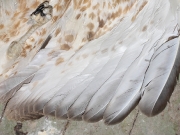 JUVENILE+MALE : 17.XII.2008 : Bird - 5 : Author - K.PISMENNYI : Place - Odessa Zoo : Country - Ukraine : The secondaries