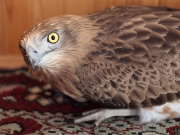 JUVENILE+MALE : 01.IX.2008 : Bird - 5 : Author - K.PISMENNYI : Place - Kiev Region : Country - Ukraine : Invalid, 2 months old