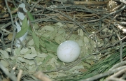 Short-toed Eagle egg