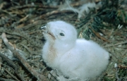 Short-toed Eagle chick. Age 1-2 days