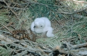 Short-toed Eagle chick. Age 2 days