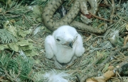 Short-toed Eagle chick. Age 48 hours
