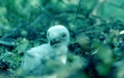 Short-toed Eagle chick. Age 7 days