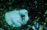 Short-toed Eagle chick. Age 10 days