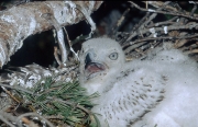 Short-toed Eagle chick. Age 2 weeks