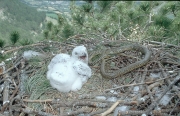 Short-toed Eagle chick. Age 15 days
