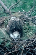 Short-toed Eagle chick. Age 4 weeks