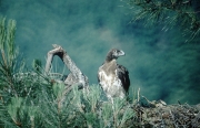 Short-toed Eagle chick. Age 6 weeks