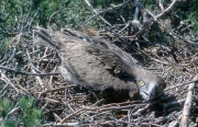 Short-toed Eagle chick. Age 7 weeks