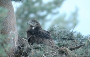Short-toed Eagle chick. Age 9 weeks