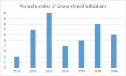 Annual number of colour-ringed individuals