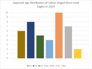 Expected age distribution of colour-ringed Short-toed Eagles in 2020