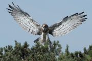03.07.11 : the same male Short-toed Eagle is arriving with prey again